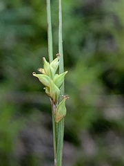 Carex styloflexa