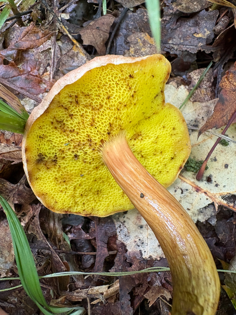 clustered brown bolete · September 2026 · photo: Photo: no rights reserved · iNaturalist