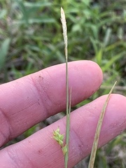 Carex styloflexa