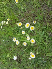 Erigeron strigosus strigosus