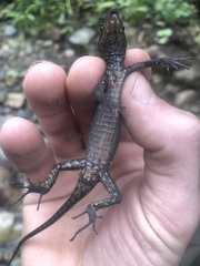 Gelanesaurus flavogularis