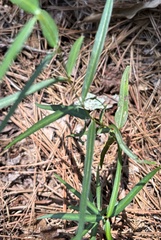 author not stated, no rights reserved Thyrsanthella difformis, photograph author not stated, no rights reserved