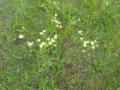 Erigeron strigosus strigosus