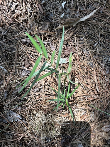 Thyrsanthella difformis, photograph 5