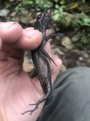 Gelanesaurus flavogularis