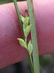 Carex styloflexa