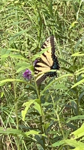 Eastern Tiger Swallowtail