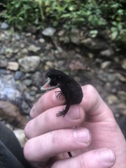 Gelanesaurus flavogularis