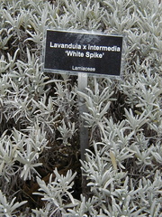 Lavandula × intermedia