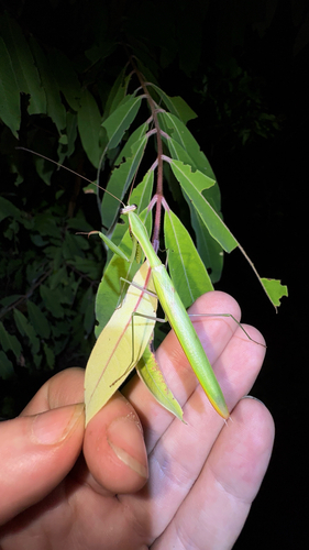 European Mantis
