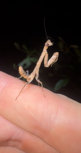 Asian Twig Mantis
