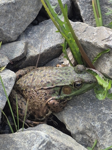Green Frog