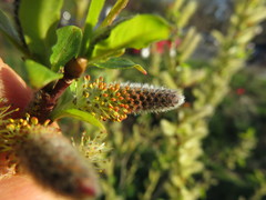 Salix sericea