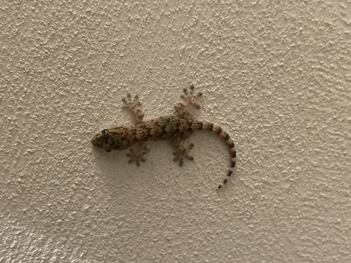 Moorish Gecko
