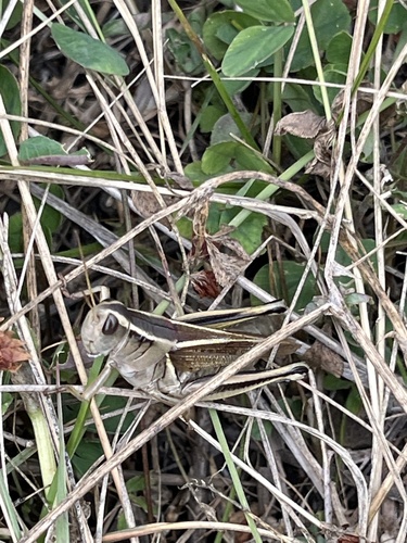 Two-striped Grasshopper