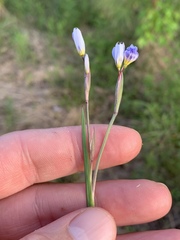 Sisyrinchium nashii