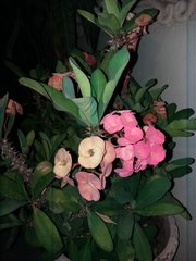 Euphorbia milii