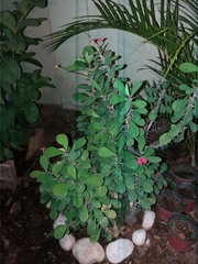 Euphorbia milii