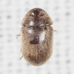 Mesocoelopodinae