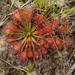 Pink Sundew - Photo (c) Eleanor, some rights reserved (CC BY-NC)