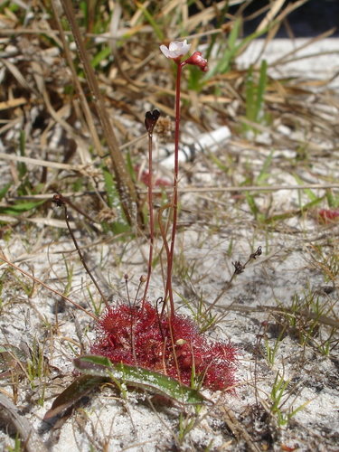 Pink Sundew