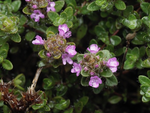 Thymus praecox, photograph 2