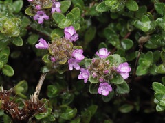 Thymus praecox, photograph (c) Joss Carr, some rights reserved (CC BY)