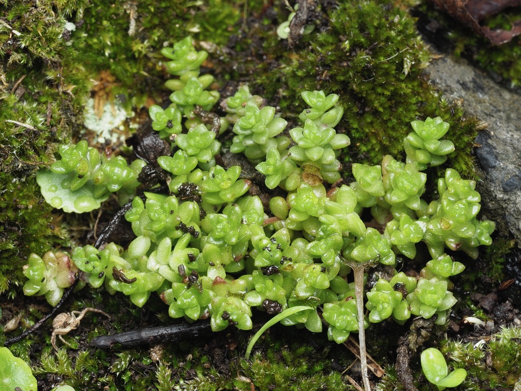 Sedum anglicum; photograph (c) Joss Carr, some rights reserved (CC BY)