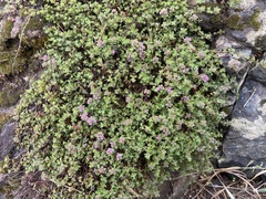 Thymus praecox, photograph (c) Joss Carr, some rights reserved (CC BY)