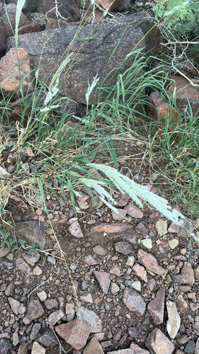 Arizona cottontop