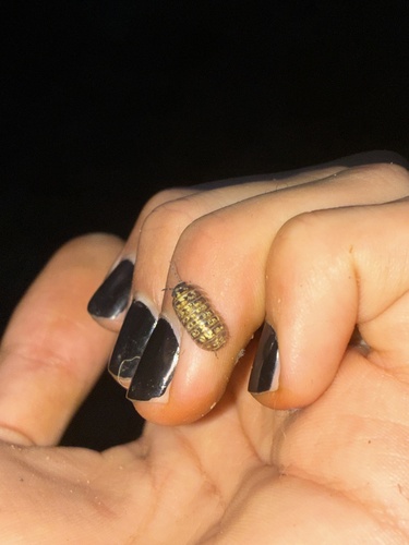 Common Pill Woodlouse