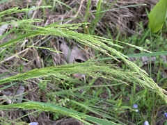 Agrostis hyemalis
