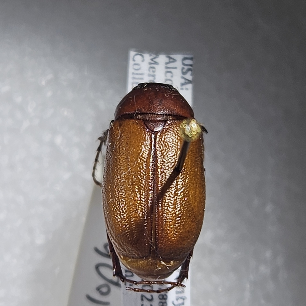 Phyllophaga glabricula