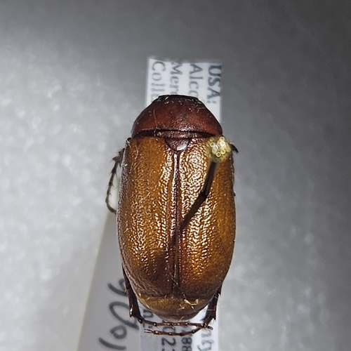 Phyllophaga glabricula