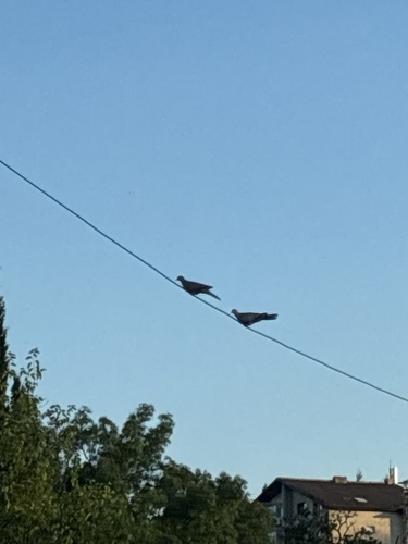 Eurasian Collared-Dove