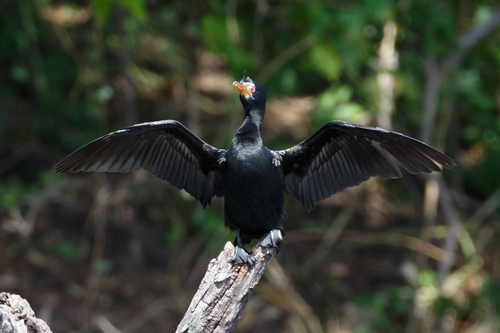 iNaturalist image