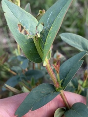 Hypericum nudiflorum
