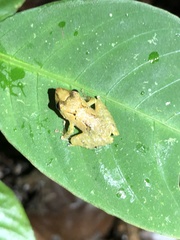 Pristimantis altamnis