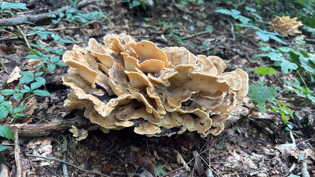 Black-staining Polypore · September 2026 · photo: Photo: (c) nebrooks, some rights reserved (CC BY) · iNaturalist