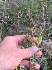 Hypericum nudiflorum