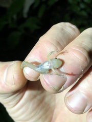 Pristimantis altamnis