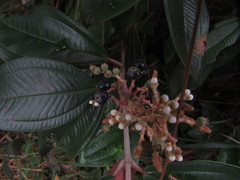 Miconia stenostachya