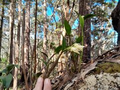 Dendrobium jonesii