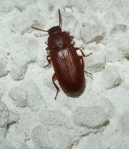 Larger Black Flour Beetle