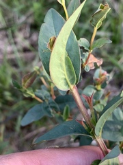 Hypericum nudiflorum