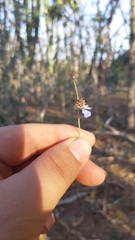 Salvia lasiocephala