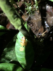 Pristimantis altamnis