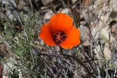 Calochortus kennedyi