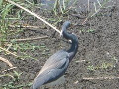 Egretta tricolor image