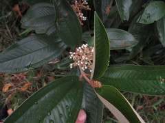 Miconia stenostachya
